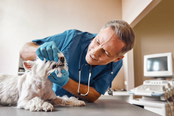 Best Emergency Dental Care for Broken or Chipped Teeth in Somers Point, NJ